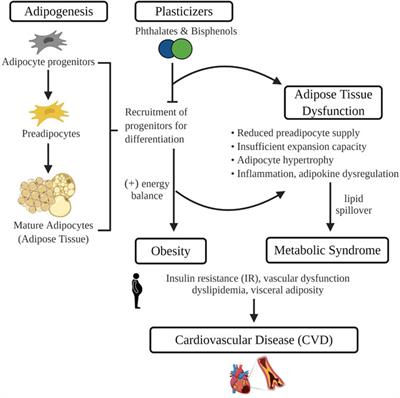 Frontiers | Plasticizers And Cardiovascular Health: Role Of Adipose ...